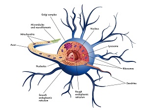 neuron structure and function - understanding context