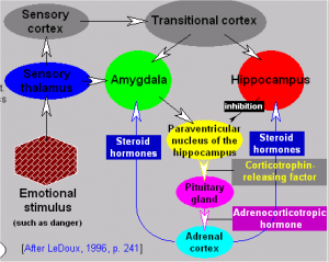 How do steroid hormones function
