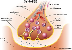 Image result for synapse structure and function