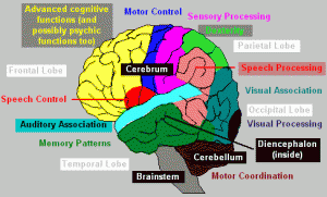 Brain Areas by Function