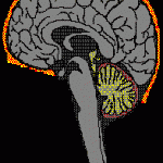 Lateral Section of Brain