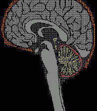 Lateral Section of Brain