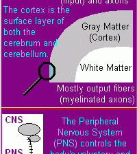 Gray Matter White Matter CNS