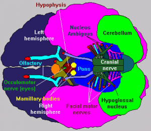 Cranial Nerve