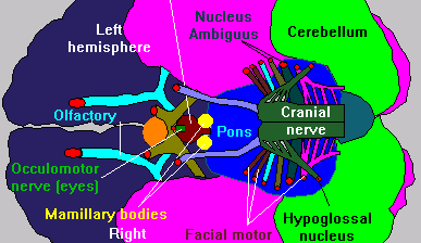 Cranial Nerve