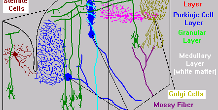 Cerebellum Layers