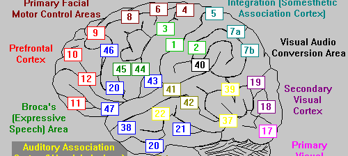 Brodmann map