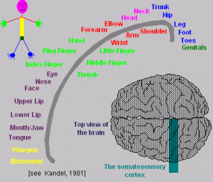 Coordinating Areas in the Cerebrum