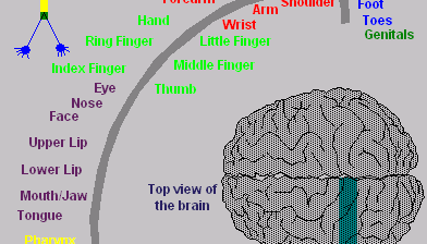 Coordinating Areas in the Cerebrum