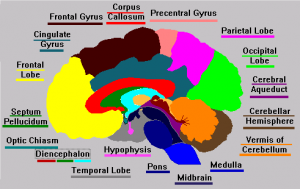 Brain Cross Section Showing the Temporal Lobe