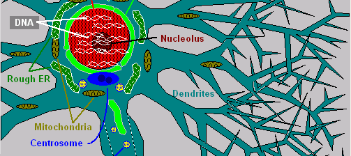 Inside a Neuron