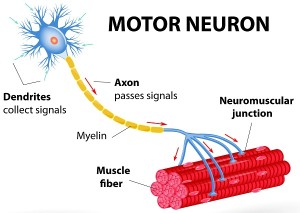 Neuromuscular Junction