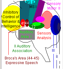 Visual Association Pathways in the Brain