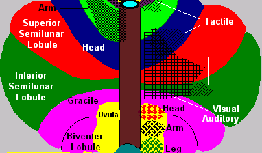 Cerebellum Gross Structure