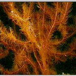 Branching Fibers