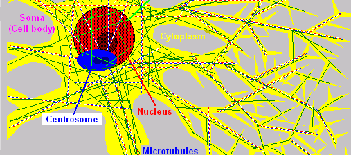 Cytoskeleton