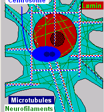 Microtubules in the Cytoskeleton