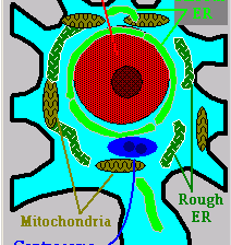 Neuron Organelles