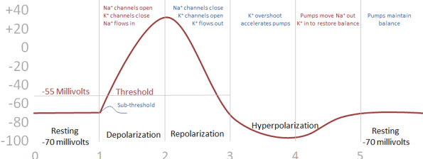 Action Potentials Classic Curve