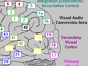 Brodmann Back of the Brain