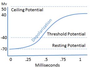 Excitation - Depolarization