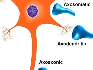 Synapse Junction Types