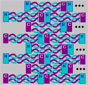 IF Protofibril