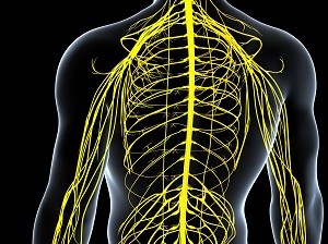 Nervous System