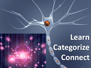 Learn Categorize Connect