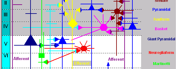 Cells In Cerebrum 6 Layers