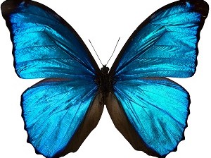 Morpho Butterfly