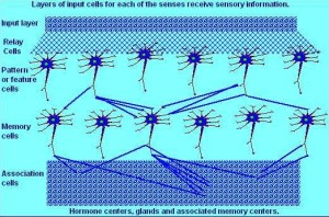 Brain Cell Layers