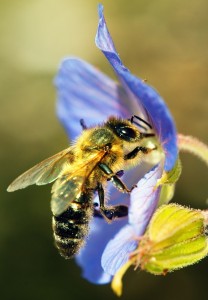 Pollination