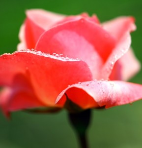 Rose with Dew Drops