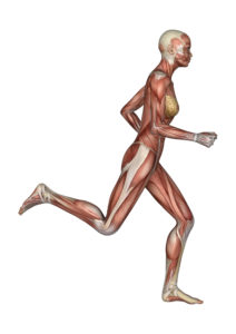 Muscles Human Female Running