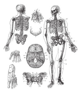 Human Skeleton